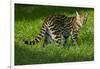 Ocelot-Darrell Gulin-Framed Photographic Print