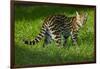 Ocelot-Darrell Gulin-Framed Photographic Print