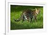 Ocelot-Darrell Gulin-Framed Photographic Print