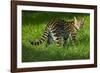 Ocelot-Darrell Gulin-Framed Photographic Print