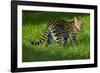 Ocelot-Darrell Gulin-Framed Photographic Print