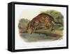 Ocelot-John Woodhouse Audubon-Framed Stretched Canvas