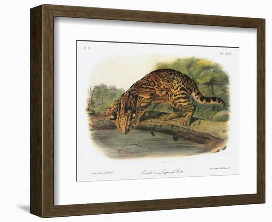 Ocelot-John Woodhouse Audubon-Framed Giclee Print