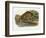 Ocelot-John Woodhouse Audubon-Framed Giclee Print