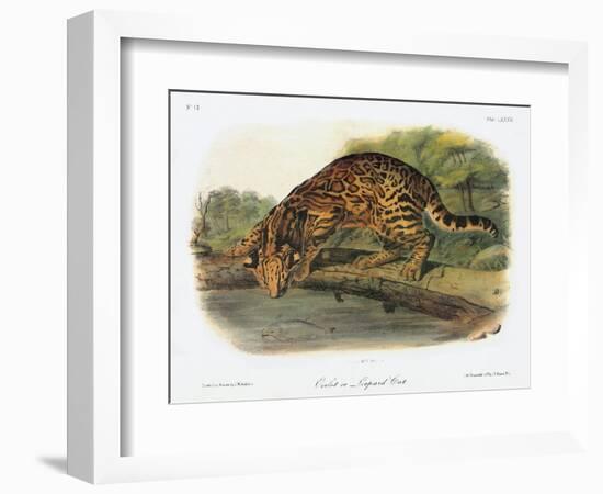 Ocelot-John Woodhouse Audubon-Framed Giclee Print