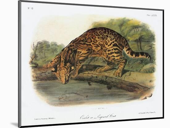 Ocelot-John Woodhouse Audubon-Mounted Giclee Print