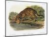 Ocelot-John Woodhouse Audubon-Mounted Giclee Print