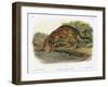 Ocelot-John Woodhouse Audubon-Framed Giclee Print