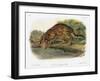 Ocelot-John Woodhouse Audubon-Framed Giclee Print