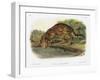 Ocelot-John Woodhouse Audubon-Framed Giclee Print