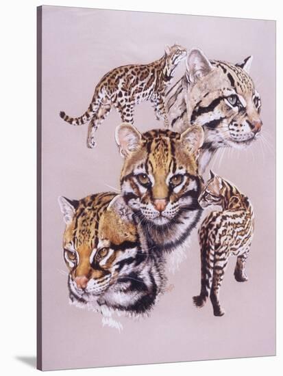 Ocelot-Barbara Keith-Stretched Canvas