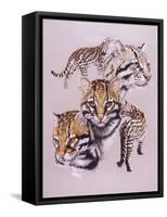 Ocelot-Barbara Keith-Framed Stretched Canvas