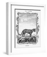 Ocelot-A Bell-Framed Giclee Print