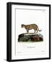 Ocelot-null-Framed Giclee Print