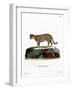 Ocelot-null-Framed Giclee Print