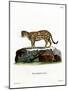 Ocelot-null-Mounted Giclee Print