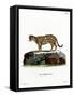 Ocelot-null-Framed Stretched Canvas