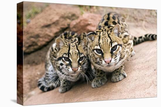 Ocelots-Lantern Press-Stretched Canvas