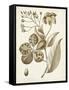 Ochre Botanical II-Vision Studio-Framed Stretched Canvas