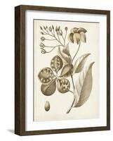 Ochre Botanical II-Vision Studio-Framed Art Print