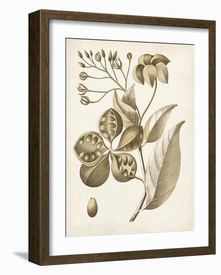 Ochre Botanical II-Vision Studio-Framed Art Print