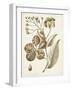 Ochre Botanical II-Vision Studio-Framed Art Print