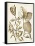 Ochre Botanical III-Vision Studio-Framed Stretched Canvas