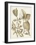 Ochre Botanical III-Vision Studio-Framed Art Print