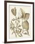 Ochre Botanical III-Vision Studio-Framed Art Print