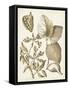 Ochre Botanical III-Vision Studio-Framed Stretched Canvas