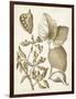 Ochre Botanical III-Vision Studio-Framed Art Print