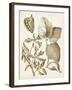 Ochre Botanical III-Vision Studio-Framed Art Print