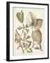 Ochre Botanical III-Vision Studio-Framed Art Print