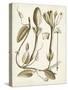 Ochre Botanical IV-Vision Studio-Stretched Canvas