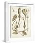 Ochre Botanical IV-Vision Studio-Framed Art Print