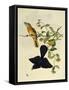 Ochre-Headed Flycatcher (Myiagra Cervinicauda)-null-Framed Stretched Canvas