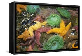 Ochre Sea Star and Giant Green Anemone-null-Framed Stretched Canvas