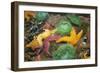 Ochre Sea Star and Giant Green Anemone-null-Framed Photographic Print