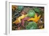 Ochre Sea Star and Giant Green Anemone-null-Framed Photographic Print