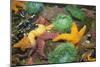 Ochre Sea Star and Giant Green Anemone-null-Mounted Photographic Print