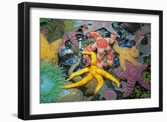 Ochre Sea Star with Giant Green Anemone-null-Framed Photographic Print