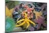 Ochre Sea Star with Giant Green Anemone-null-Mounted Photographic Print