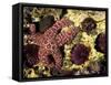 Ochre Sea Star with Purple Sea Urchins, Rialto Beach, Olympic National Park, Washington, USA-null-Framed Stretched Canvas