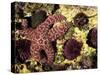 Ochre Sea Star with Purple Sea Urchins, Rialto Beach, Olympic National Park, Washington, USA-null-Stretched Canvas