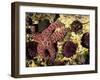 Ochre Sea Star with Purple Sea Urchins, Rialto Beach, Olympic National Park, Washington, USA-null-Framed Photographic Print