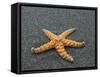 Ochre Seastar, Exposed on Beach at Low Tide, Olympic National Park, Washington, USA-Georgette Douwma-Framed Stretched Canvas