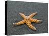 Ochre Seastar, Exposed on Beach at Low Tide, Olympic National Park, Washington, USA-Georgette Douwma-Stretched Canvas