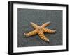 Ochre Seastar, Exposed on Beach at Low Tide, Olympic National Park, Washington, USA-Georgette Douwma-Framed Photographic Print