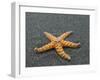 Ochre Seastar, Exposed on Beach at Low Tide, Olympic National Park, Washington, USA-Georgette Douwma-Framed Photographic Print