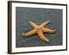 Ochre Seastar, Exposed on Beach at Low Tide, Olympic National Park, Washington, USA-Georgette Douwma-Framed Photographic Print